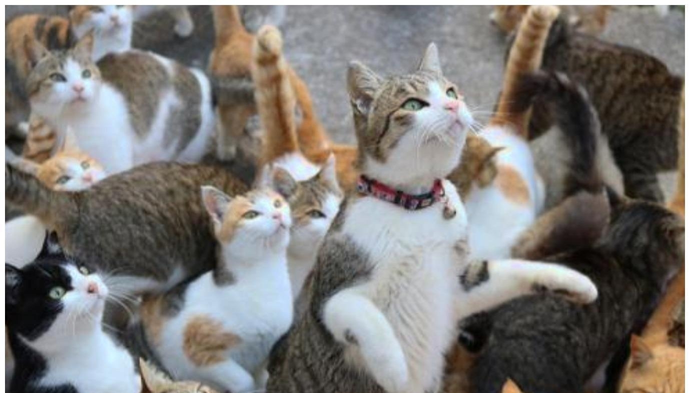 日本小岛成猫主天堂, 主子比铲屎官还多, 吸引全世界猫奴来参观