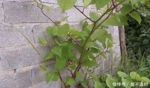 『撑破』墙上的1种“野草”，繁殖快，看到1棵“拔1棵”，根茎能撑破墙壁