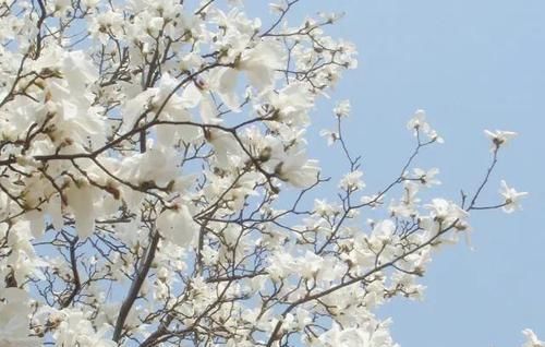 『玉兰花』在门前种这“5种树”,春夏季花开满枝,路人、邻居看了都羡慕