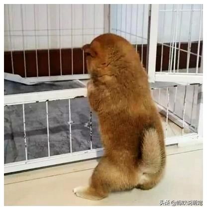 小奶狗在客厅不停的嗷叫，女子觉得奇怪，过去一看顿时哭笑不得