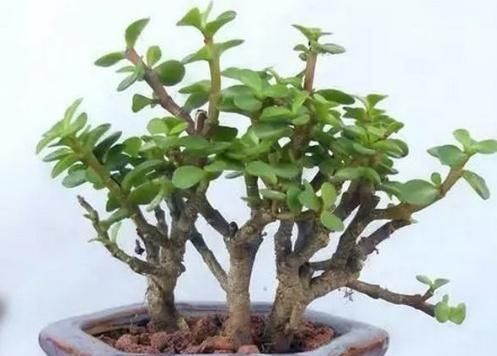 【传家宝】“2种植物”剪一刀,加点“料”,轻松养成盆景,可当“传家宝”