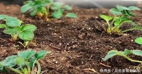  「草莓盆栽」摘来的草莓水果还能用来播种，很快就能开花结果