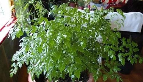  『寓意』这些植物特别好卖，就是起了个好听的名字，寓意就是好