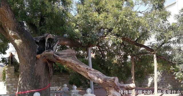 这个村庄有一棵300多岁的玉树，只长皮不长肉，人们都来膜拜