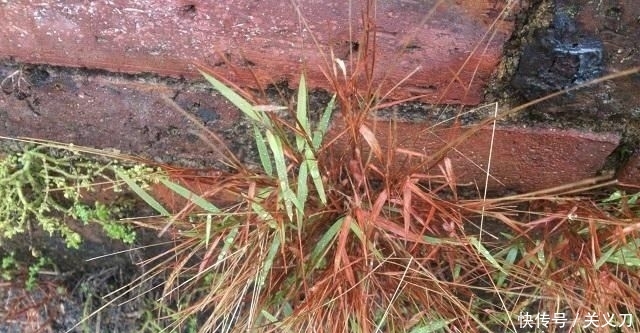  『路边』这野草，人称“金丝草”，叶子像竹叶，药用价值极高，遇到请珍惜