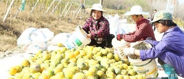  「农作物」亩产一千多斤，却不能直接吃，农民纷纷跟风种植！