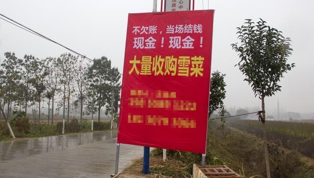  「冬季」农民填空种冬季蔬菜，每亩可增收4000元：家家都能用得