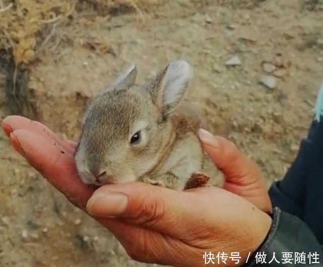 农民不外出打工农村养“它”五十一只，年赚几十万，比外出打工强