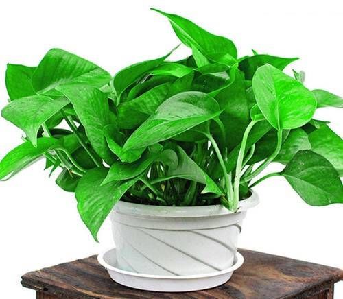  「家里」这些高档植物，放在家里，提高家的味道！