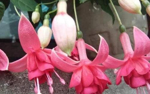  『花帘』倒挂金钟成“花帘”，就靠10天一口“它”，花儿蹿得快，盆盆爆满