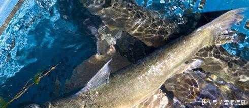 中国不吃鱼的城市, 湖中有6亿斤鱼伸手就抓到一大把, 却没人敢吃