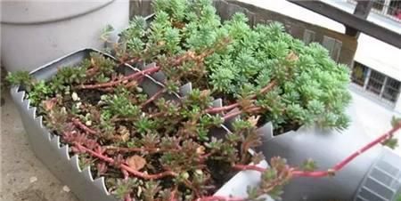  [花草]用废弃的篮子、饼干盒、空油壶，种花特别赞，一阳台都是花草！