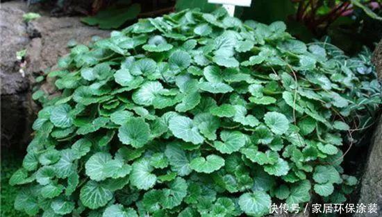  『药材』乡下一种野草，人称“耳朵红”，是一种珍贵药材，遇见要珍惜