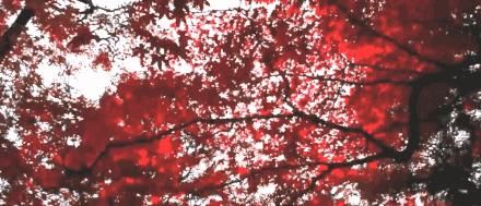 又一个红叶王国!国内这处秘境,有比肩枫叶之国加拿大的醉美秋色