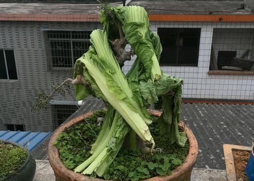  爱好：精品盆景被家人用来晒白菜，心快滴血了，爱盆景不被支持有多难？