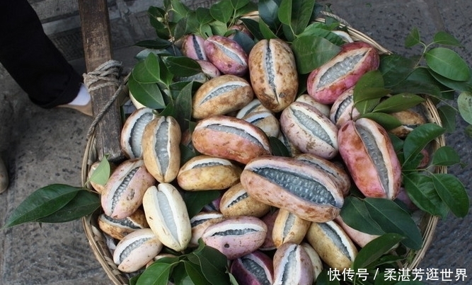  「野果」外号“土香蕉”的野果！一年只生产一次水果，每斤卖到2