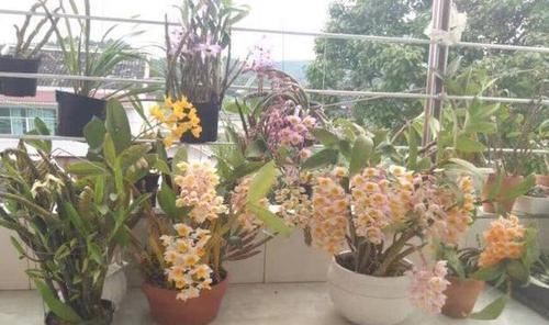 「专属」父亲专属特有之花,石斛花,父亲节送父亲的专属花