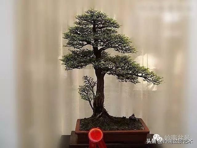  『作品』岭南珍品——山格木盆景