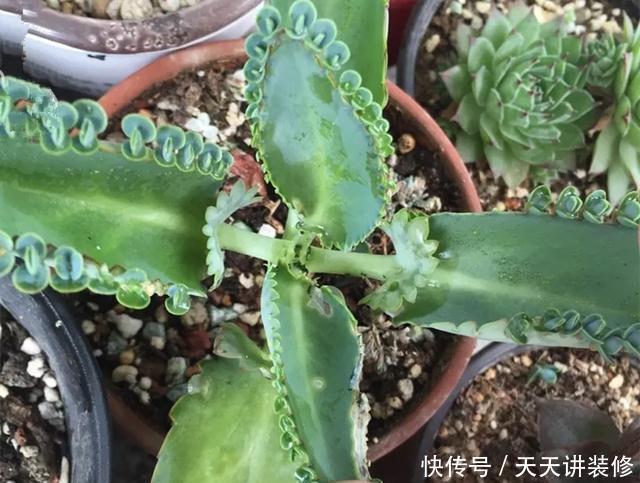  [图片作者]15种超级好养的花，不死鸟居然不是第一，“养花杀手”们试一试吧