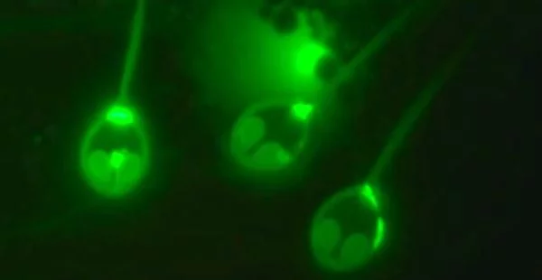 科学家发现了第一个不呼吸氧气的动物或为探究地外生命新突破