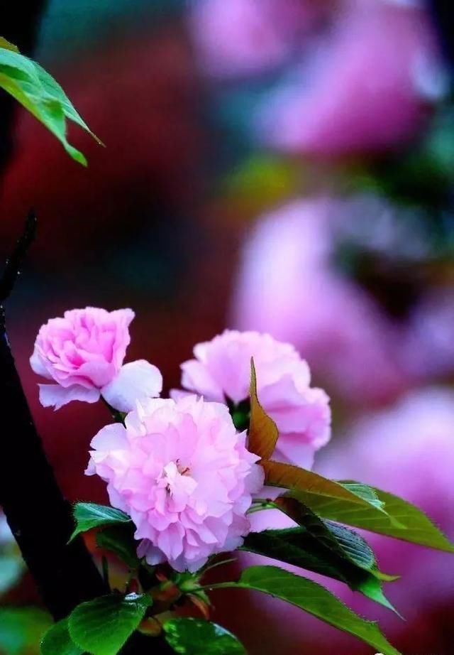 樱花盆景,美到窒息!