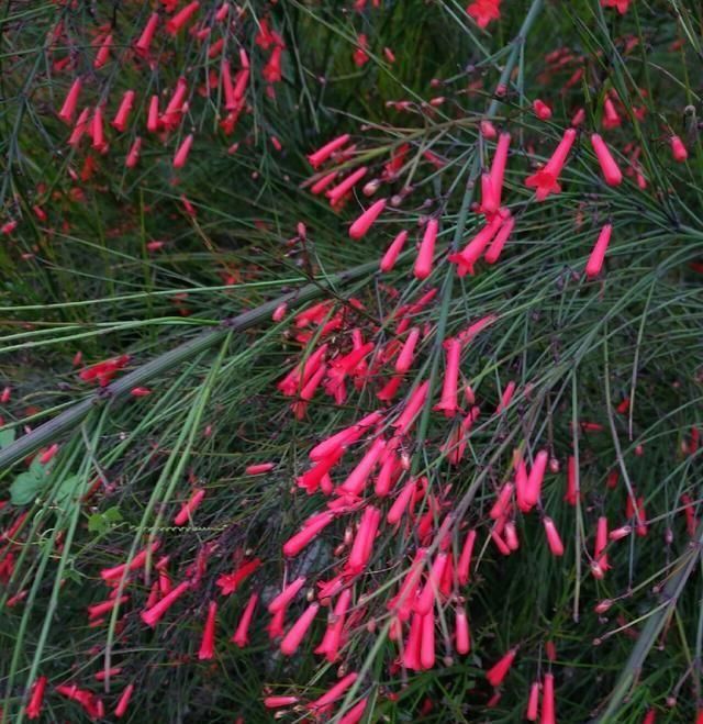  「鱼悦」雾里看花钓鱼忙，东风鱼儿把口开，鱼悦的一天