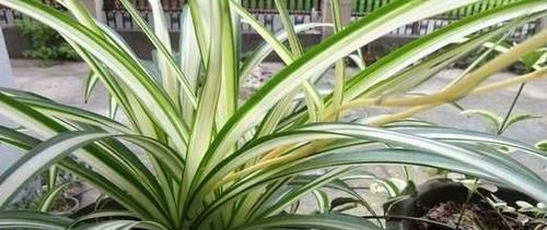  不喜欢的植：“甲醛”不喜欢的5种植物，家里养上几盆，空气更清新的说！