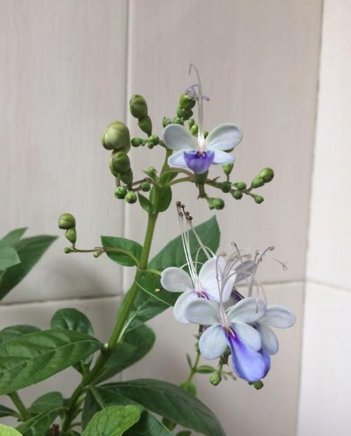  #紫叶酢浆草#爷爷养了一盆“蝴蝶花”，一根枝上开出百朵花，五颜六色最讨喜！