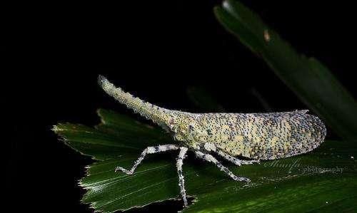  #分泌物#乡下这虫子在城里是害虫，可农民当成宝贝，虫子分泌物