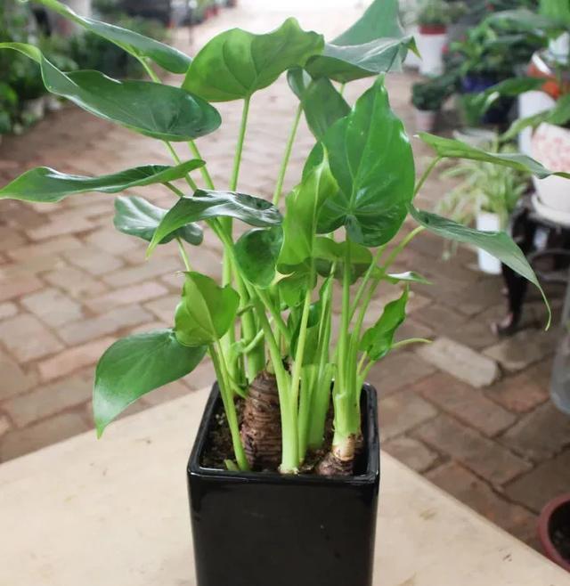 漂亮的观叶|“3种花”有“毒”,再喜欢也别养,健康的“克星”,你家有没有