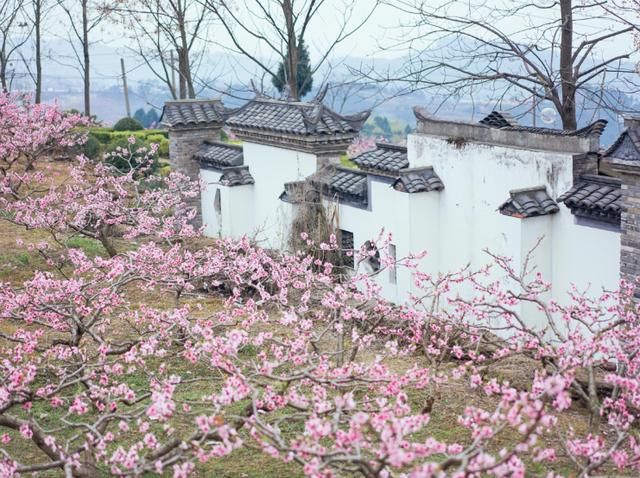 成都隐藏一桃花源，免费供游客参观，素有“中国水蜜桃之乡”美誉