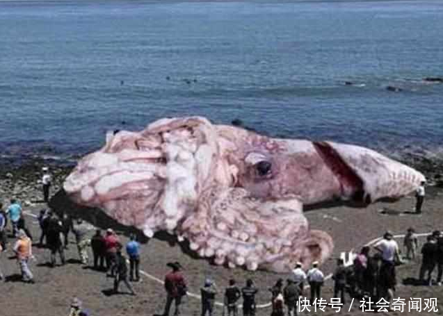 这些照片大多上过热搜，骗过了多数人的眼球，你是不是也中招了？