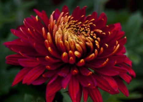  花色：喜欢养菊花，不如养此款花，花开清香优雅，花色素雅，琳琅满目