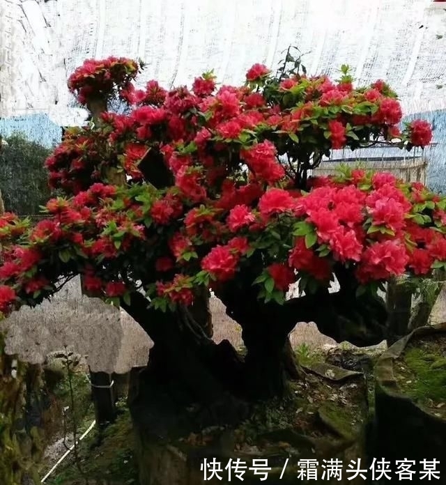  [栽种盆景]玩盆景，已成为当下追求高品质生活的一股潮流