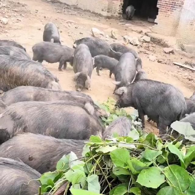  「农民罗大哥」农民养殖的“它”吃的都是野菜野草，一斤50元，