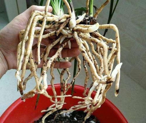  最怕■兰花真“娇气”，最怕3种肥，错一点都不行