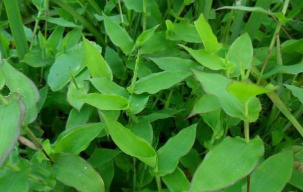  「帝王」乡下似竹子的野草，以前认为是无用杂草，殊不知是珍贵