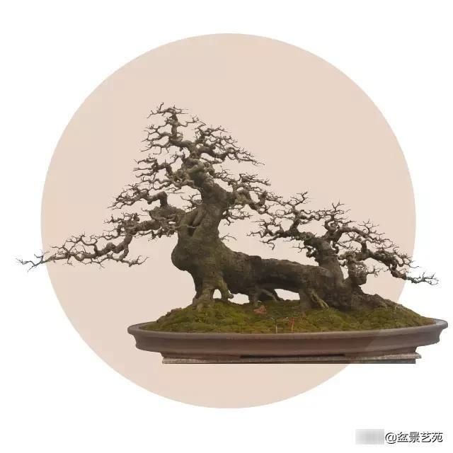  「成寸」盆景百态，缩地成寸