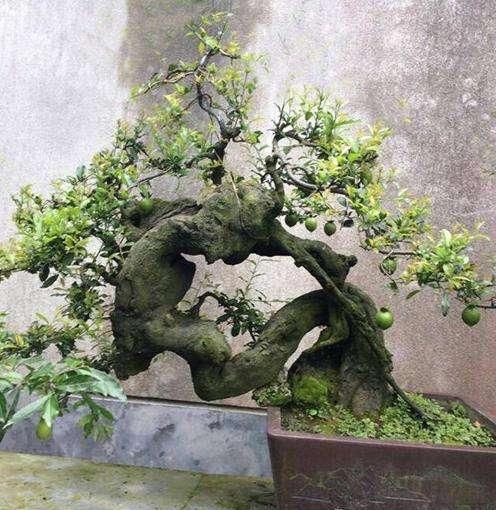  『增加』山坡1种树木，被认为没价值，殊不知制成“盆景”，价值增加数倍