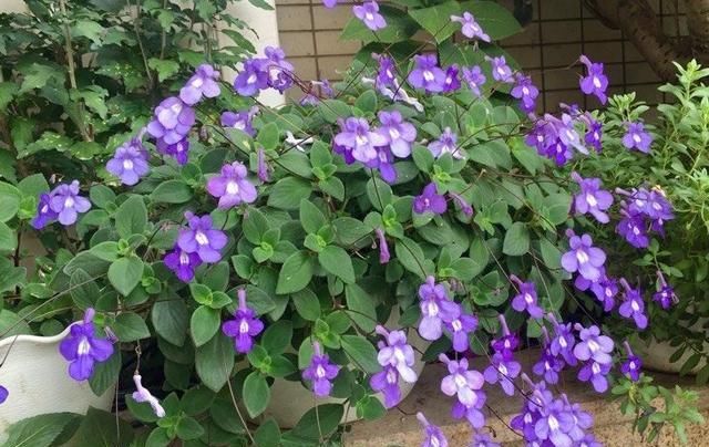  口红吊兰：最美的6种垂吊花卉，一不小心就会开成花球，你家有吗