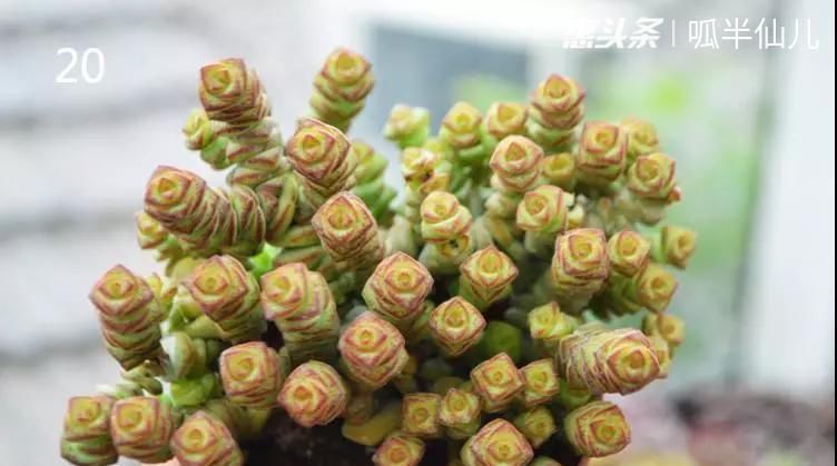  #上名#傻傻分不清的多肉，就看它这儿，一眼就能叫上名！