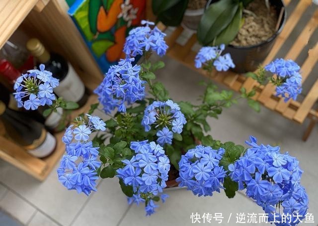  「值得」耐热植物“蓝雪花”，夏天也开花，花期超长，种植简单，值得栽培
