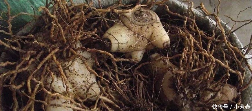  白芨■农村这种霸气农作物, 因价格太高, 农民不敢种植, 这是为