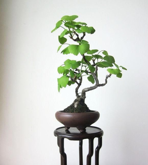 60例盆景树种，总有属于你的那棵（建议收藏）