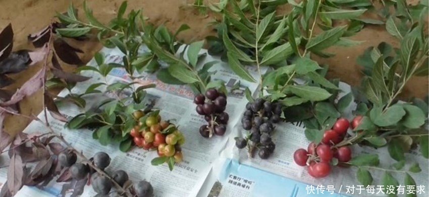 山东八十岁老翁发明新水果