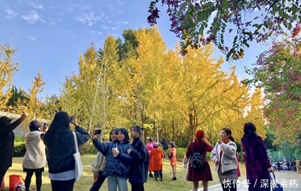 金暖初冬,这抹颜色惊艳了柳侯