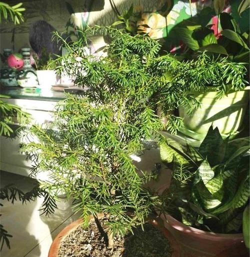  『红豆杉』网红植物“红豆杉”，叶子哗哗掉，避开3个坑，还能起死回生