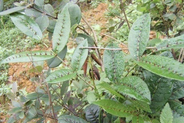  『杂草』很好辨认的1种“杂草”，被称为“两面针”，植株有价值，请珍惜