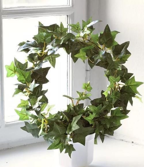  『家里』盆栽常青藤养在家里特容易叶黄，枝条不断干枯，做好两点可解决