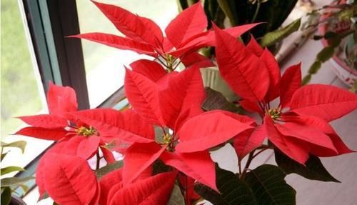  「家里」家里养了这5种花，赶紧扔掉，汁液有毒，别养错了还知道！
